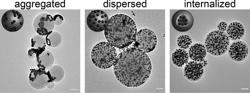 Tuning Morphologies