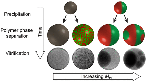 Evolution of Polymer Colloid